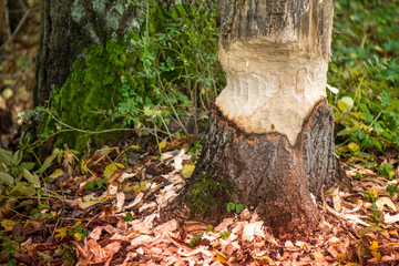 Beavers building a dam in a river in the middle of forest. Macro shot of a large linden tree stump is the woods, chewed by beavers in early autumn. Sawdust and colorful leaves are all around the tree.