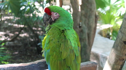 Green Parrot