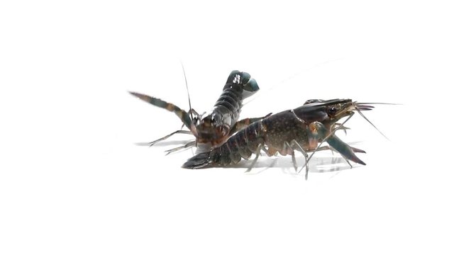 Crayfish on isolated