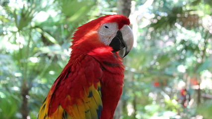Parrot ARA