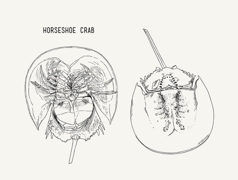 Horseshoe-crab hand draw sketch vector.