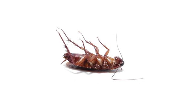 cockroach on isolated white