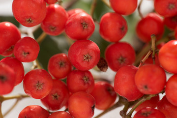 Nahaufnahme Vogelbeeren, Eberesche, Sorbus aucuparia