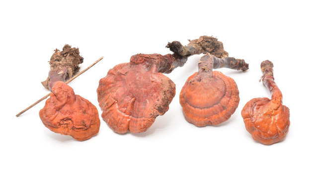 ganoderma lucidum mushroom