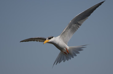 The River tern