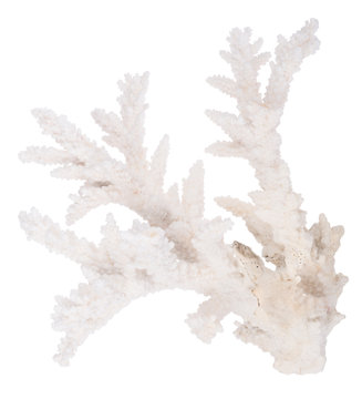 white isolated old coral branch
