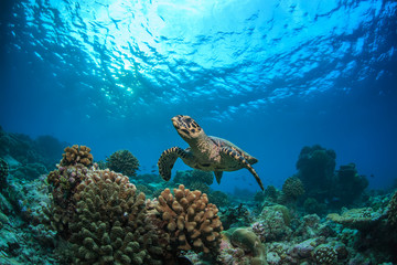 Underwater coral reef and wildlife with sea turtles