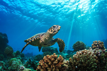 Underwater coral reef and wildlife with sea turtles