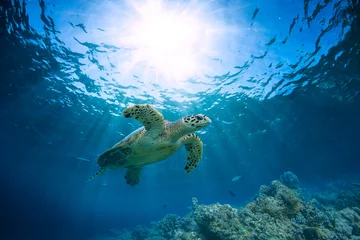 Muurstickers Underwater coral reef and wildlife with sea turtles © willyam