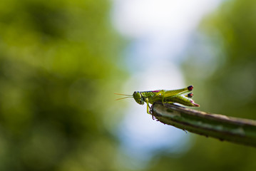 Green grasshopper on a leaf