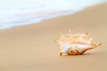 Fototapeta na wymiar A shell on a tropical beach at sunset time