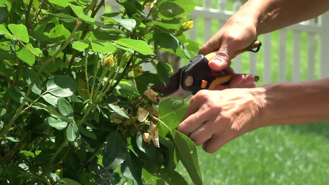 Close up of hands pruning yellow roses with shears
