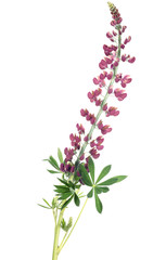 dark pink color lupine isolated on white