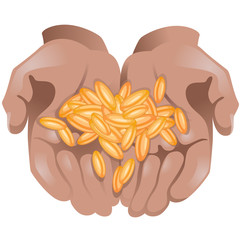 Hands with wheat grains in them on white background / Two hands of African American man with wheat grains in them
