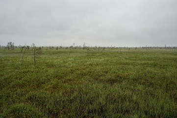 Wetland in Martimoaava, Lapland