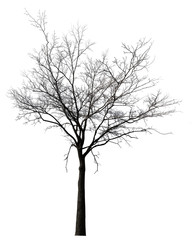 bare black tree isolated ob white
