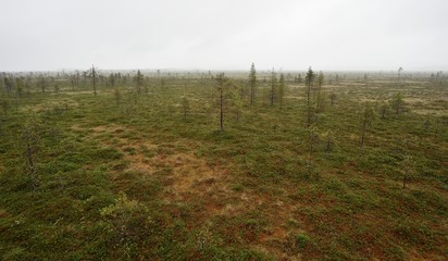 Swamp area in Martimoaava, Northern Finland, Lapland