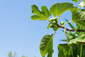 Green ripe figs ready to harvest on the branch of a fig tree with blue sky in background