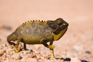 Chameleon - Skeleton coast - Namibia