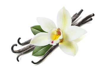Many vanilla sticks, flower and leaves isolated