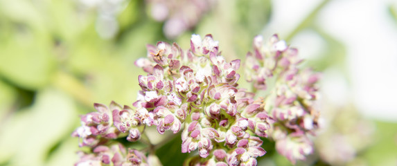 Flowers Melissa macro