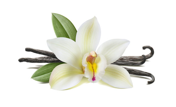 Vanilla flower, pods, leaves isolated on white