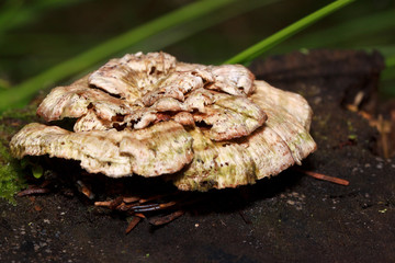 Group of parasitic mushrooms on a tree stump.