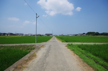 Fototapeta na wymiar 田んぼと細道の十字路