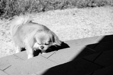 Cute little dog pekingese comes home from a walk, the dog wants to go home