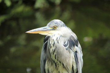 A big grey heron
