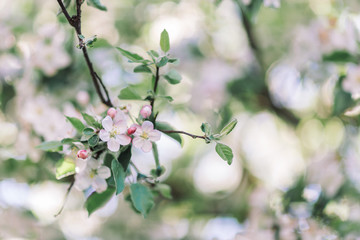Obraz premium apple tree blossoms