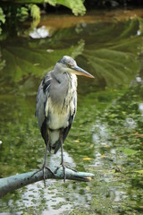 A big grey heron
