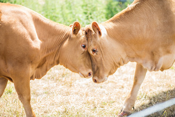 Jersey cows - cattle butting heads