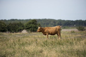 One cow on field