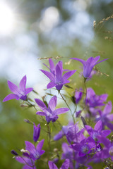 purple campanula and sunlight