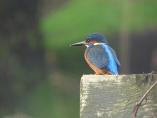 Kingfisher