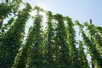 Fototapeta premium Hopfenranken hängen mit reifen Hopfendolden im Sonnen Gegenlicht im Hopfengarten