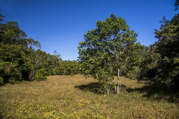 Floresta (paisagem) | Forest Landscape