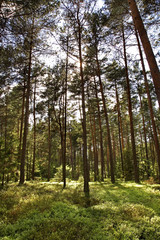 Landscape near Gorecko Koscielne. Poland