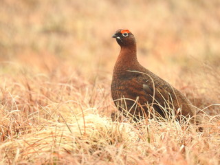 Red grouse