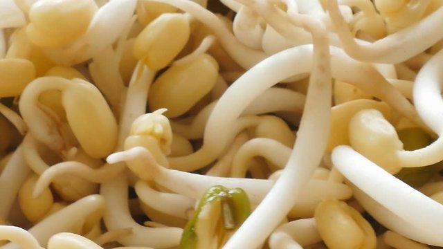 Bean Sprouts Background,rotating