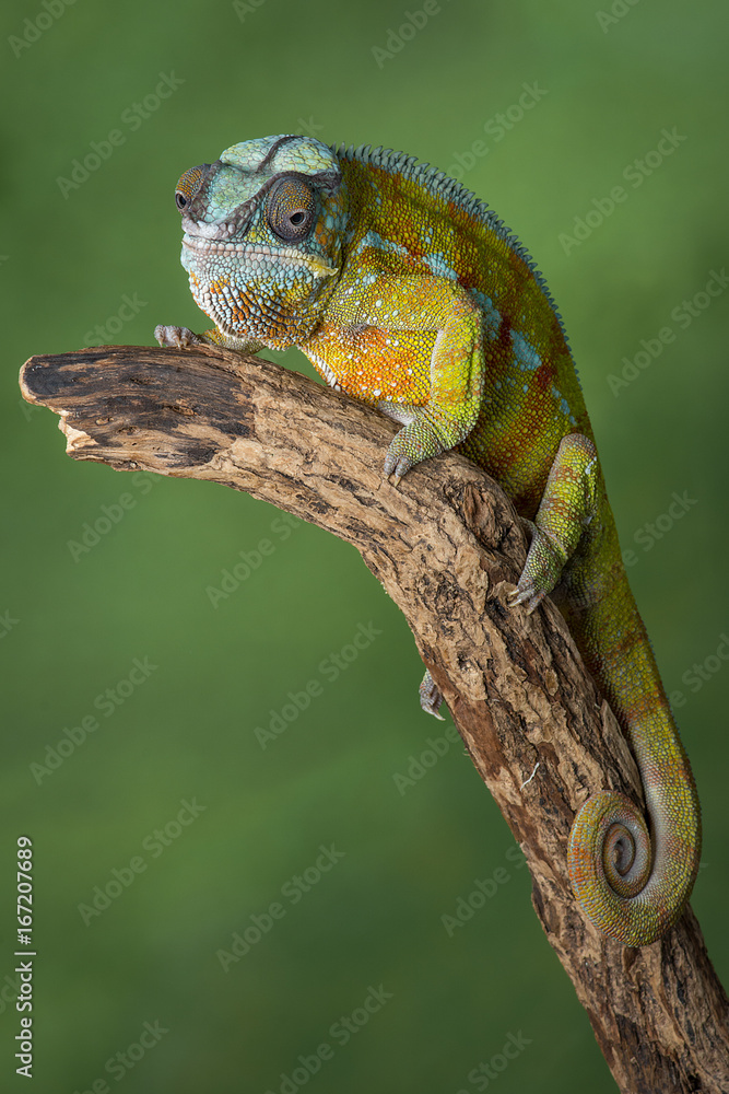 Poster Full length portrait of a panther chameleon with a curl tail on a branch staring forward in upright vertical format against a green background with text space