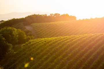 beautiful sunset in vineyard