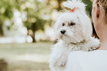 Woman holding cute maltese dog, outdoor in park