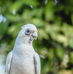 Beautiful white corellas outside during the afternoon. 