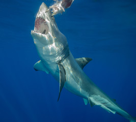 Naklejka premium Underwater view of a great white shark, Guadalupe Island, Mexico.