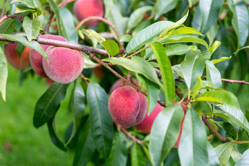 Reife Pfirsiche im Küchengarten Oldenburg