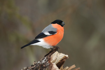 The bullfinch, common bullfinch or Eurasian bullfinch ( Pyrrhula pyrrhula) sitting on the branch...