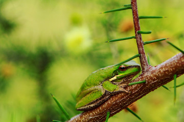 Frosch 