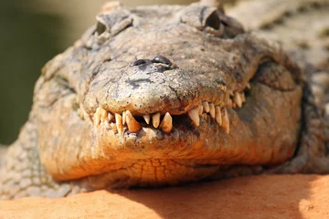Photo sur Aluminium Crocodile La tête et les mâchoires pleines de dents de crocodile du Nil (Crocodylus niloticus) de l& 39 avant